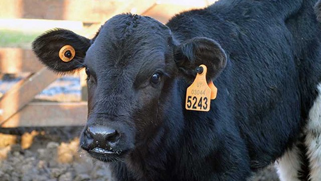 Producción | Charla sobre la implementación de la caravana electrónica